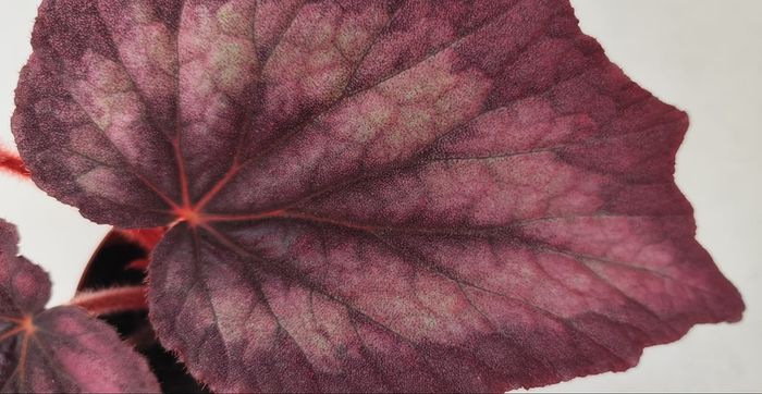 Begonia