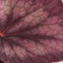 Begonia Image 2