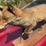victorian fox Image 2