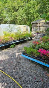Large Evergreen Flowering Shrubs