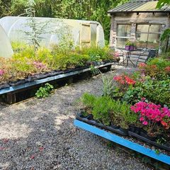 Large Evergreen Flowering Shrubs