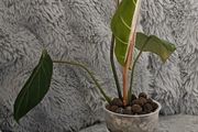 Philodendron Gloriosum