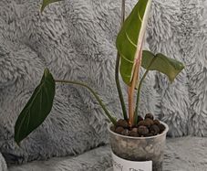 Philodendron Gloriosum