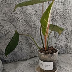 Philodendron Gloriosum