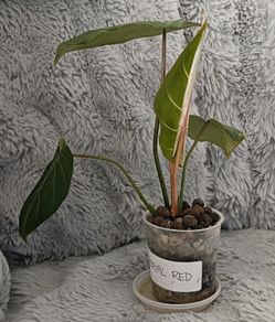Philodendron Gloriosum