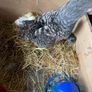 Beautiful maran hen and chicks Image 4