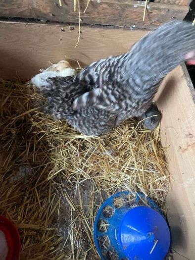 Beautiful maran hen and chicks