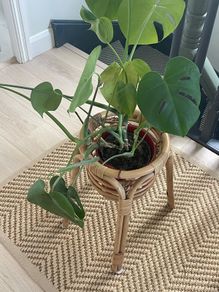 plant stand
