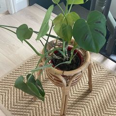 plant stand