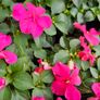 Summer Bedding Flowers, Trailing Plants Image 6