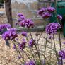 plants Image 2