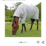 Horse Rug Image 6
