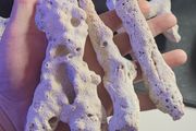Dead Branching Natural Coral Rocks
