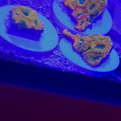 favia of the gods coral
