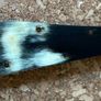 Antique Medical and Veterinary Fleam Image 5