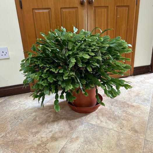 Queens tears plant , mature thanksgiving cactus.