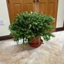 Queens tears plant , mature thanksgiving cactus. Image 8
