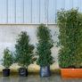 Portuguese Laurel 5-6ft Free Delivery Image 2