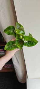 Syngonium Brown Lava rooted plant