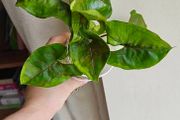 Syngonium Brown Lava rooted plant