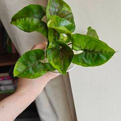 Syngonium Brown Lava rooted plant