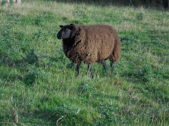 Vasectomised  Horned Teaser Rams