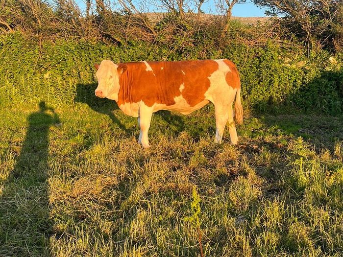 PBR Simmentals