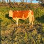 PBR Simmentals Image 5
