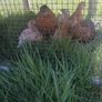 chickens Image 2