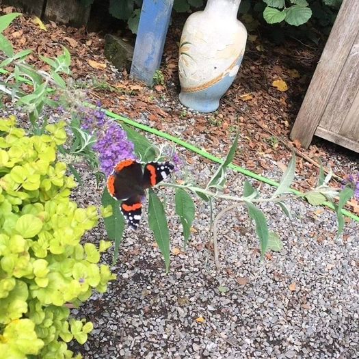 Butterfly Bushes, Buddlei