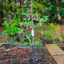 apple plants Image 5