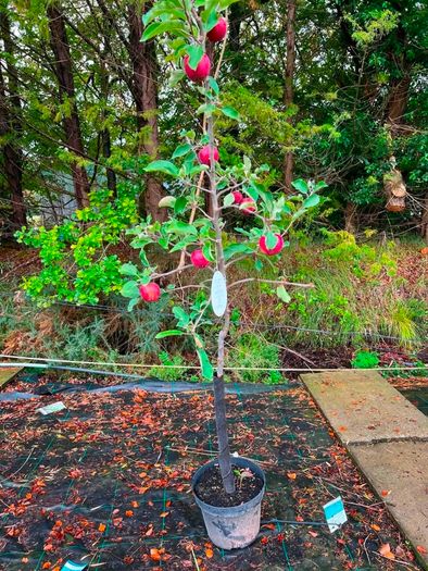 apple plants