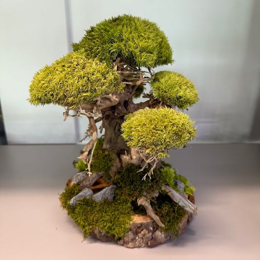 Bonsai Tree with natural moss 30x25cm