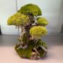 Bonsai Tree with natural moss 30x25cm Image 3