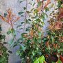 Photinia Fraserii  Red Robun Image 4