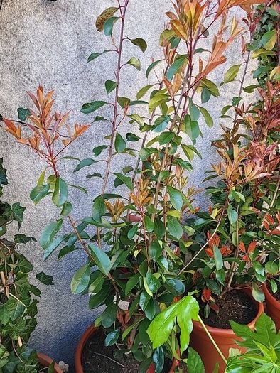 Photinia Fraserii  Red Robun