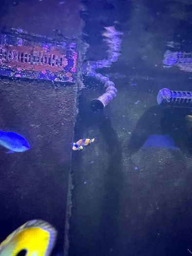 Random Flow Generator UP-Grade KIT (RedSea Reefer)
