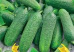 Cucumber Rufus Seeds