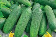Cucumber Rufus Seeds