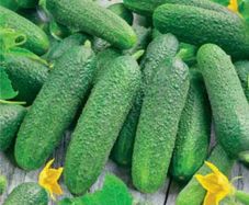 Cucumber Rufus Seeds