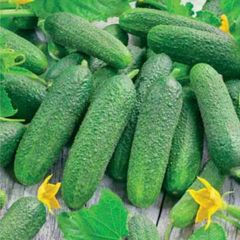 Cucumber Rufus Seeds