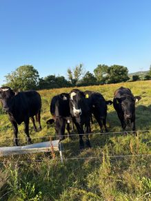 Five 5 Star Heifers