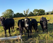 Five 5 Star Heifers