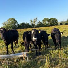 Five 5 Star Heifers
