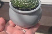 small idoor plant