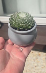 small idoor plant