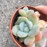 plant Image 3