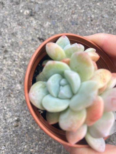plant