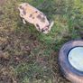 kune kune pigs Image 3