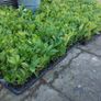 Laurel Hedging Image 7